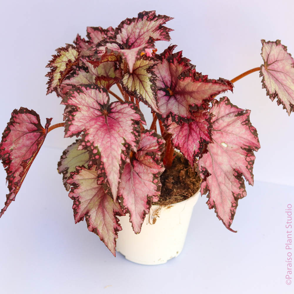 4in Rex Begonia - Assorted Varieties