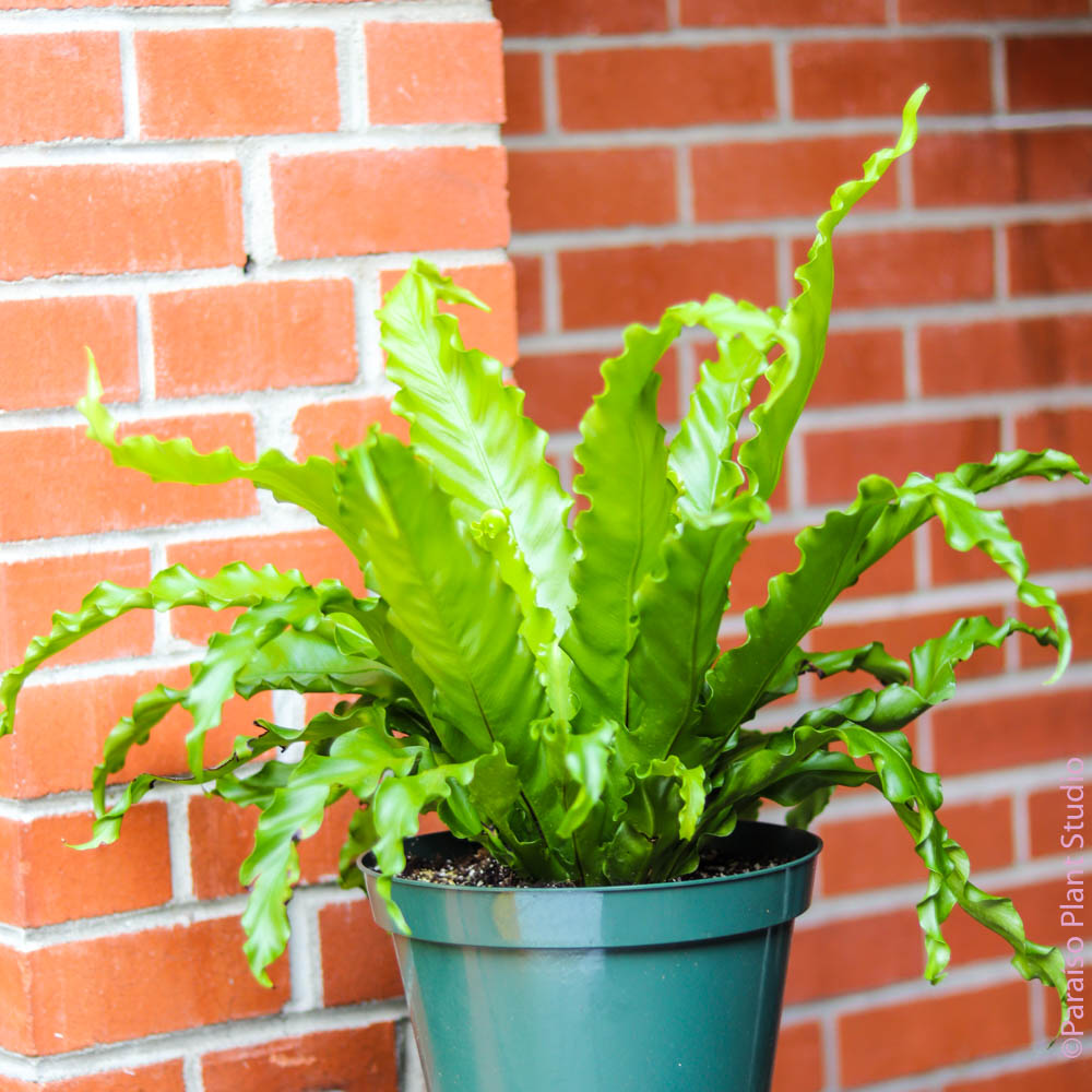 asplenium house plant 8in-10in Japanese 'Bird's Nest Fern' Asplenium Nidus