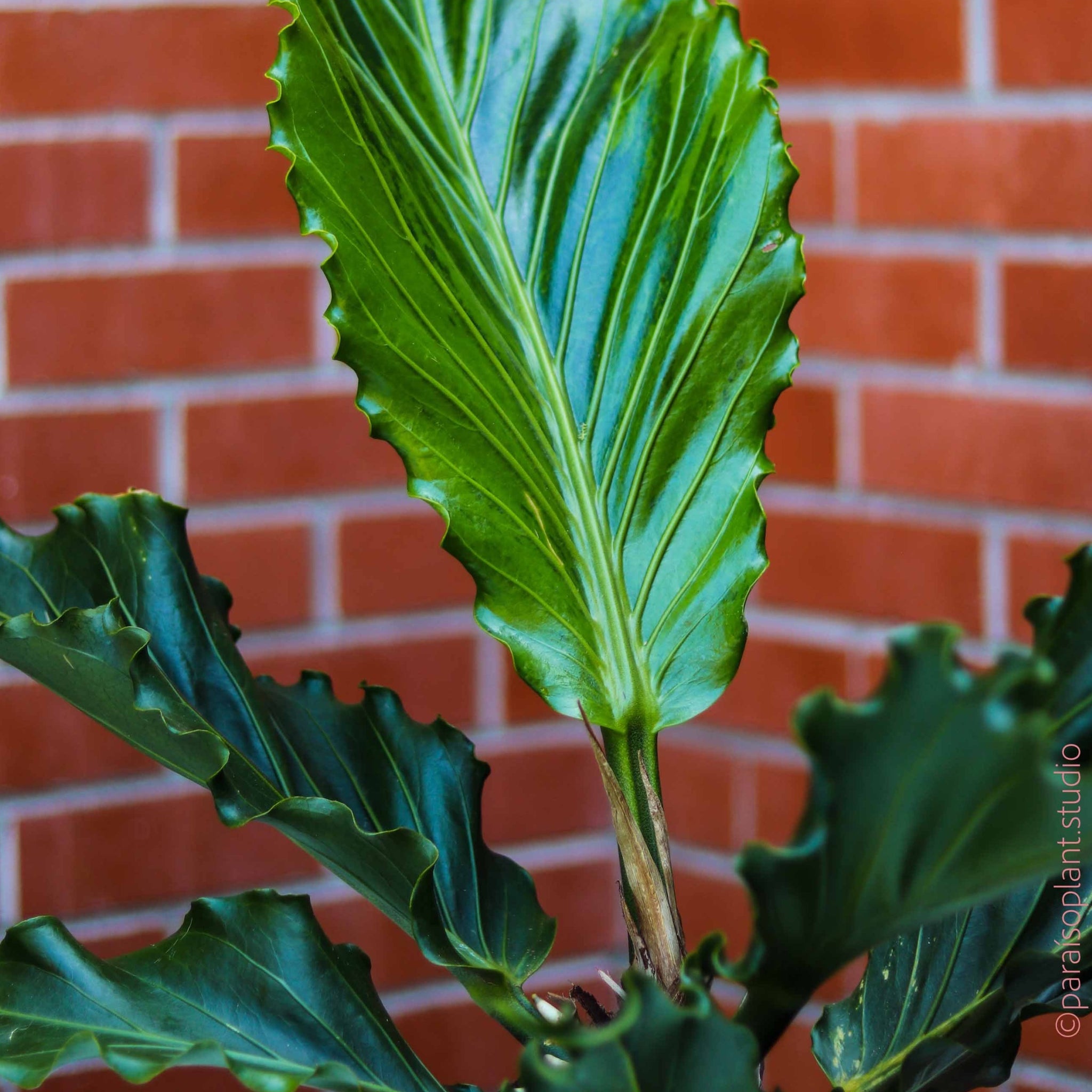 anthurium plowmanii croat 10in Anthurium Plowmanii – Paraíso Plant Studio