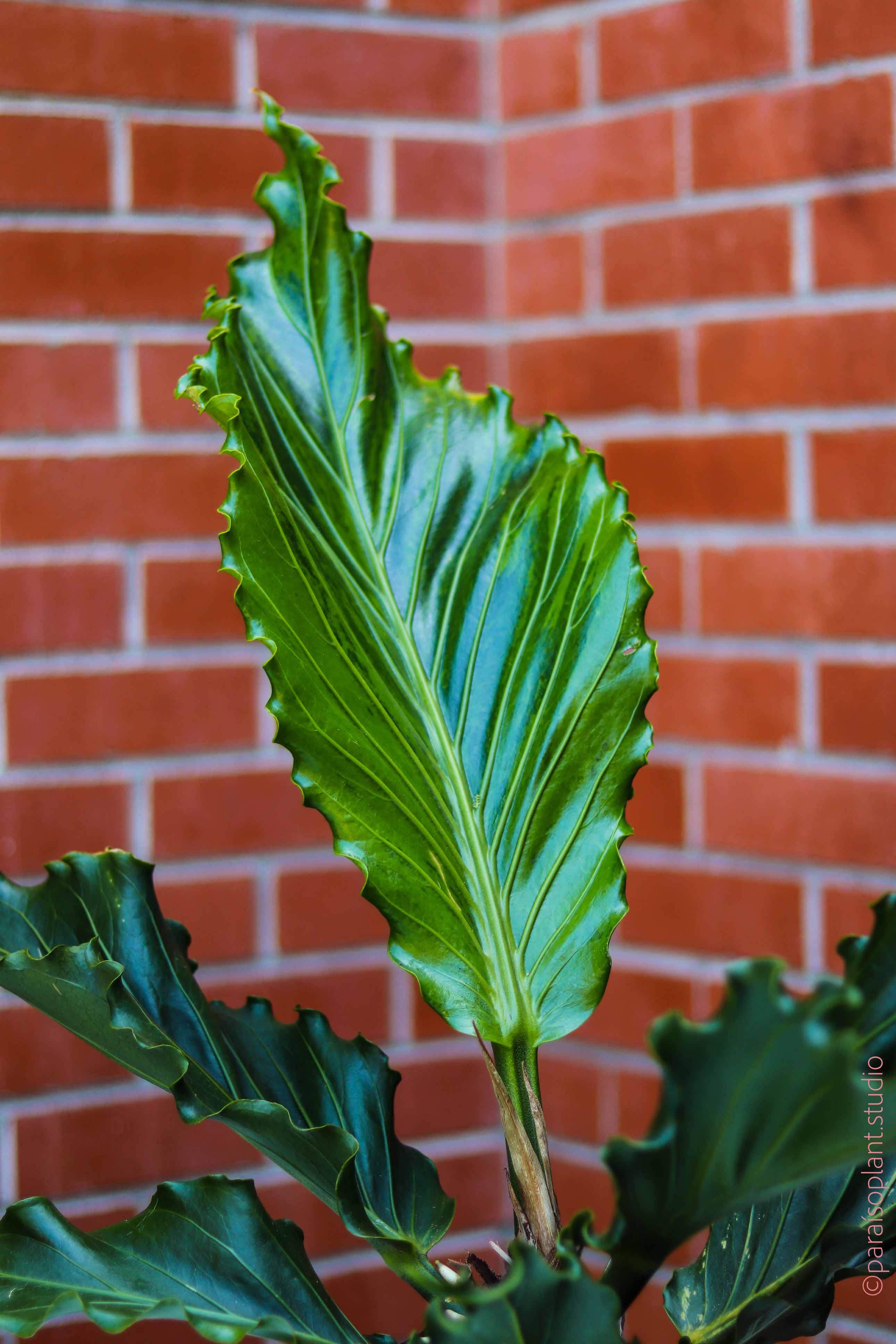 anthurium plowmani 10in Anthurium Plowmanii