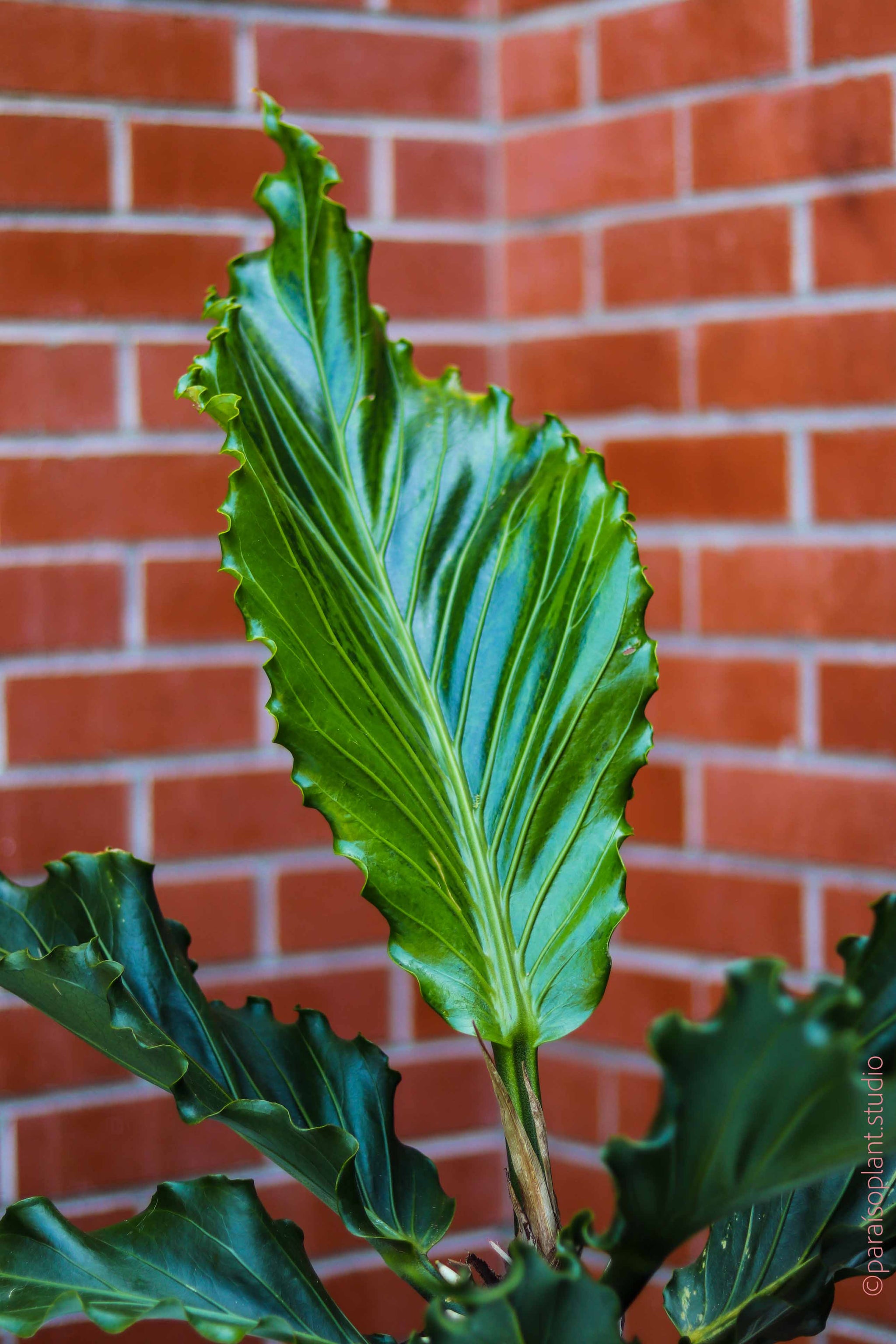 anthurium plowmanii care 10in Anthurium Plowmanii