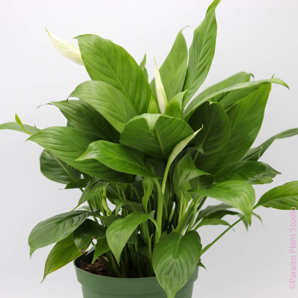 mojo lime peace lily Peace Lily Plant Medium