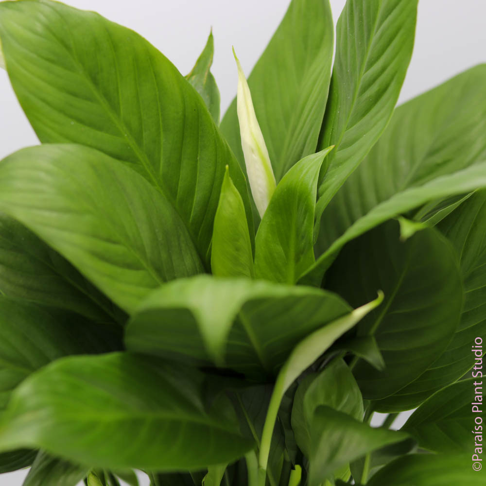 mojo lime peace lily Peace Lily Plant Medium