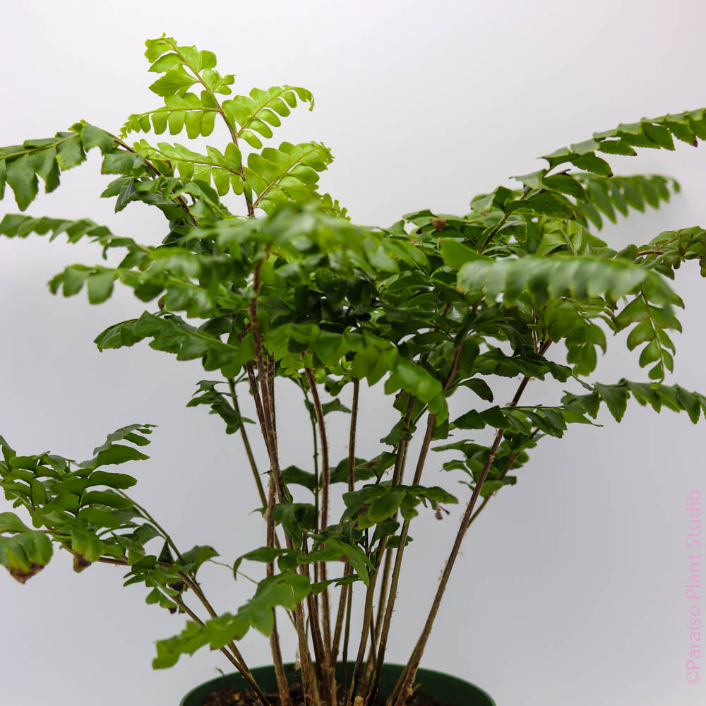 mahogany house plant 6in Mahogany Fern – Paraíso Plant Studio