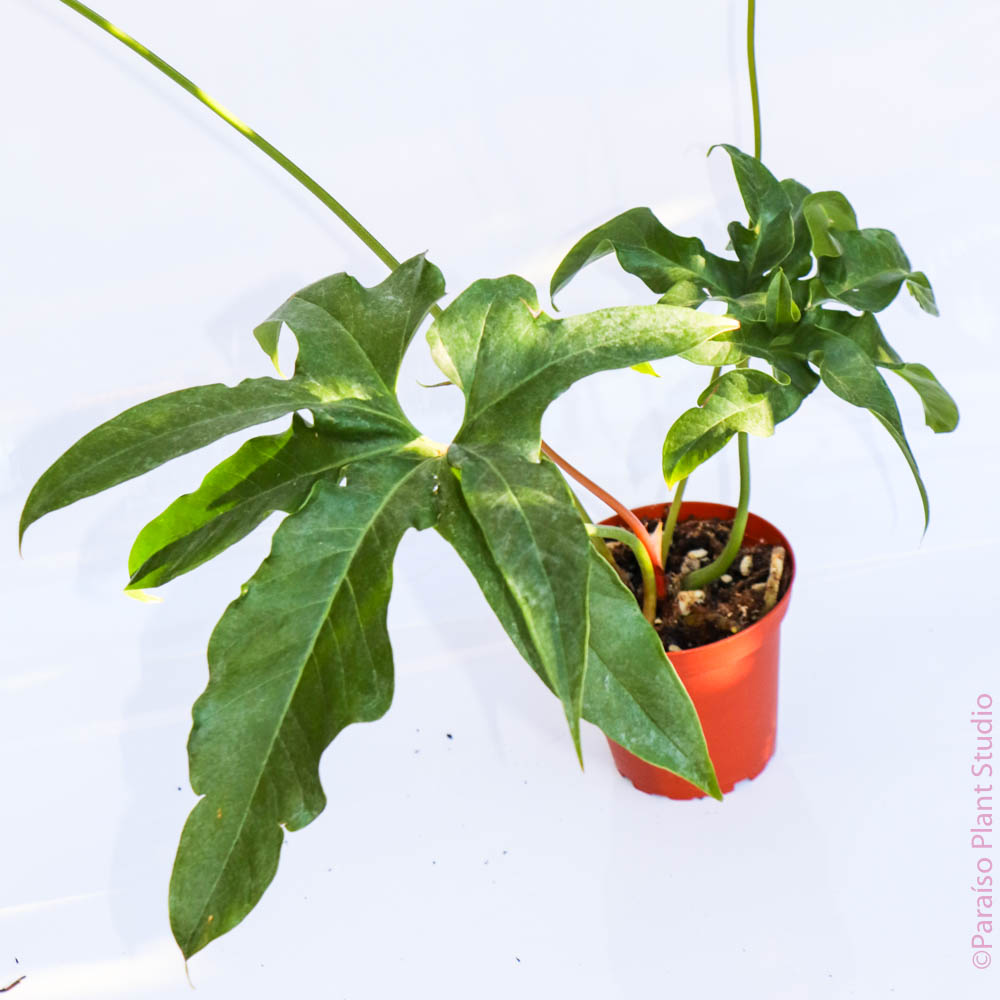 anthurium ppfd 4in Anthurium pedatum – Paraíso Plant Studio