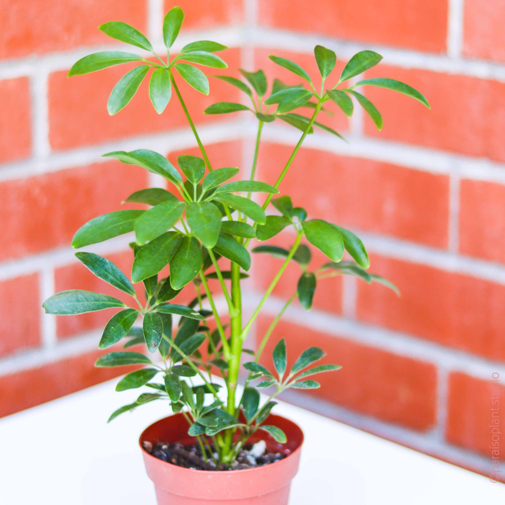 dwarf schefflera brassia arboricola 4in Dwarf Umbrella Tree Schefflera Arboricola – Paraíso Plant Studio
