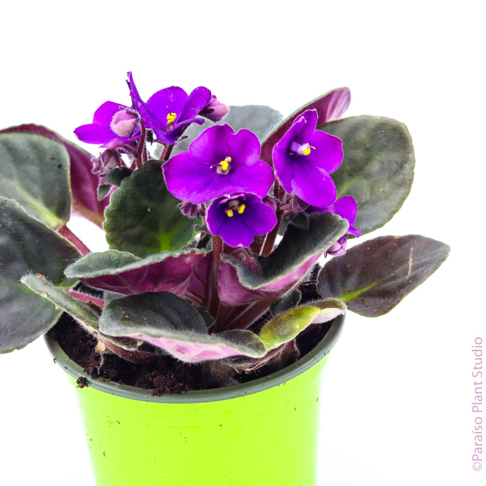 4in African Violet - Assorted Flower Colors