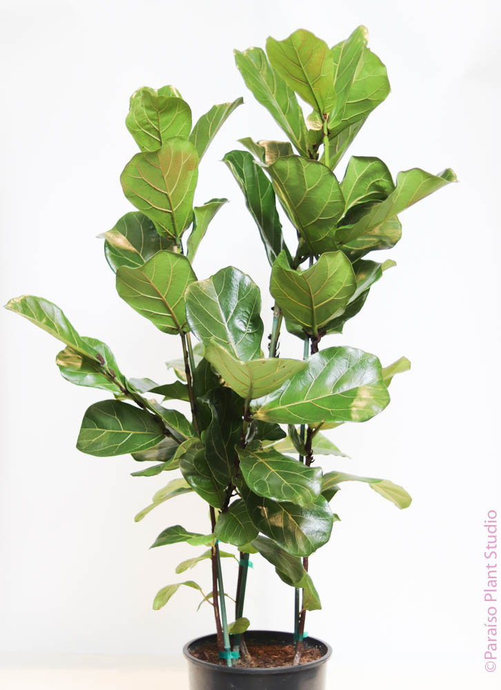 12in Ficus Lyrata "Fiddle Leaf Fig" Column