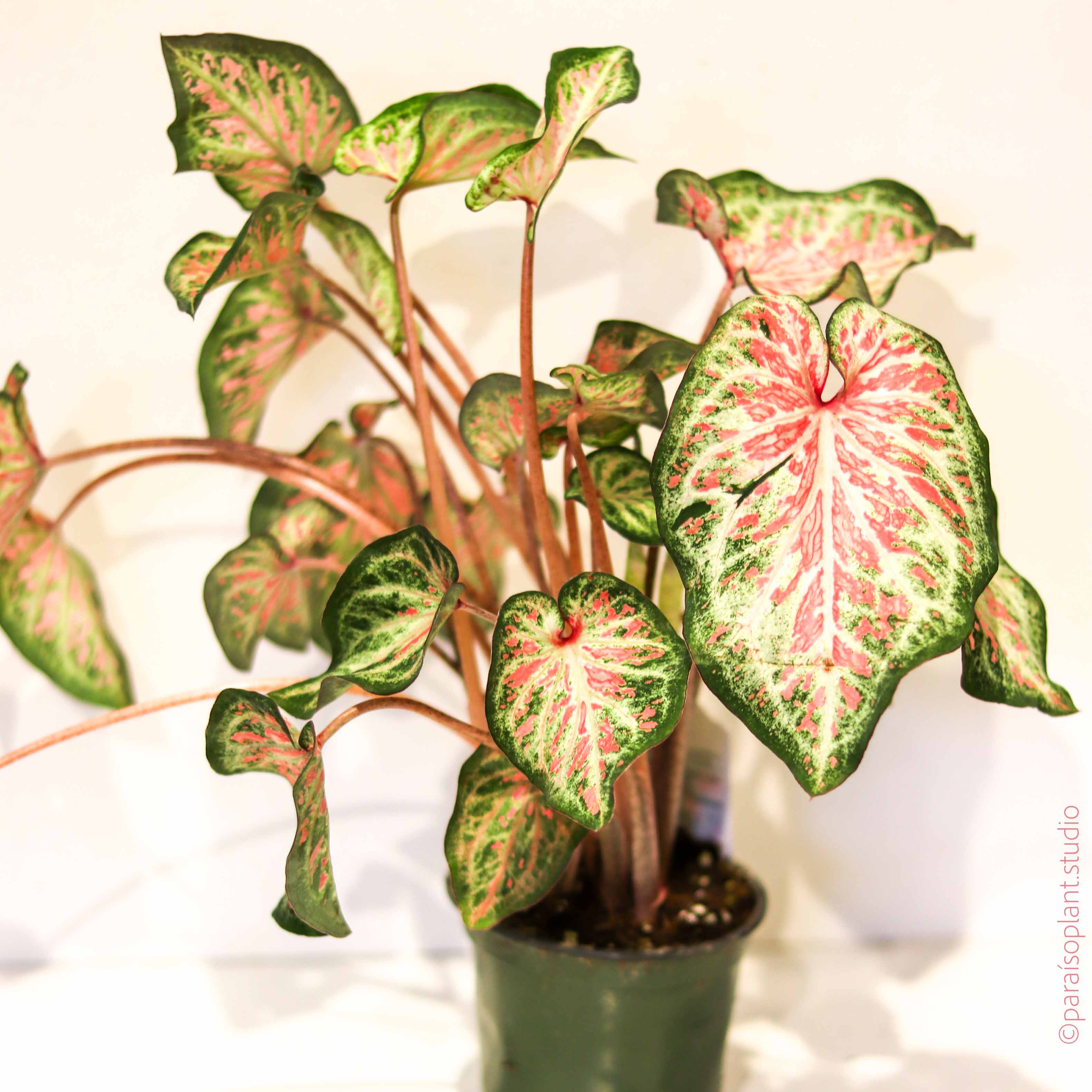 can a caladium be a house plant Caladium 'Gingerland' – Paraíso Plant Studio