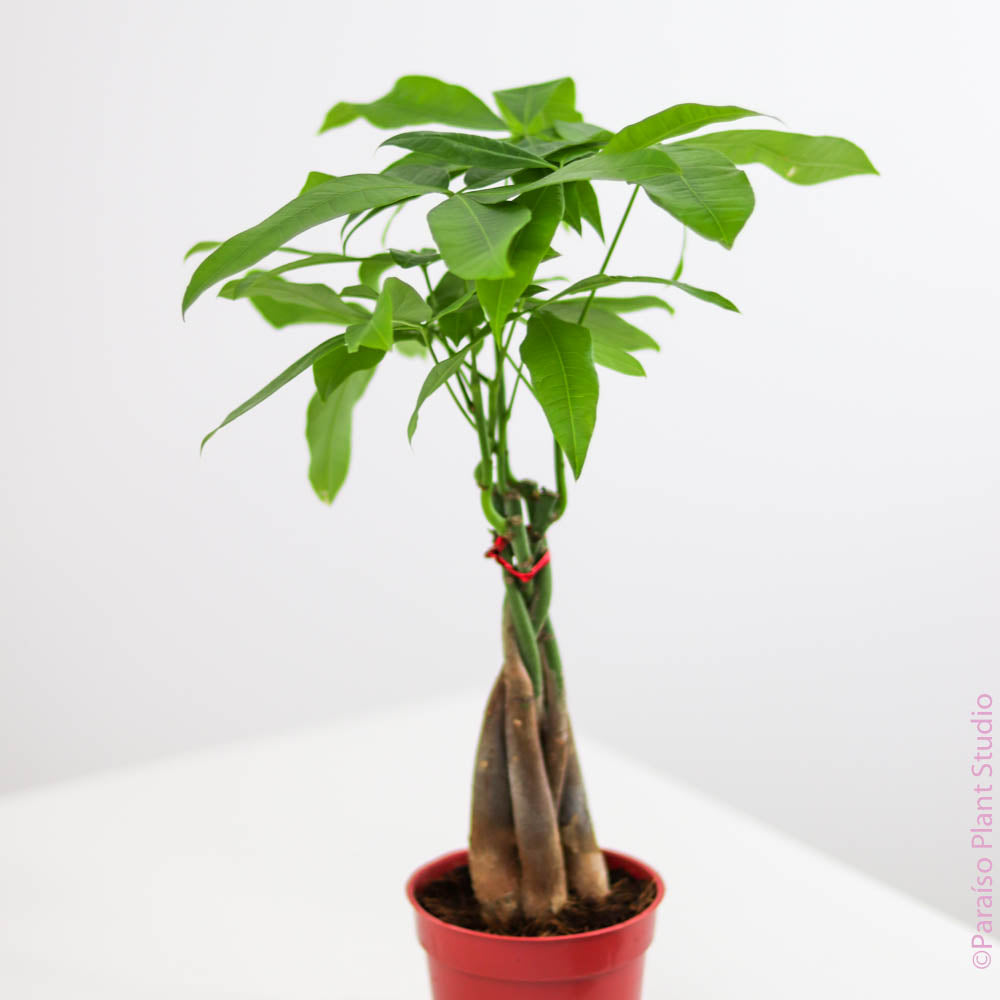 money tree 4 4in Pachira Aquatica 'Money Tree’ Braided