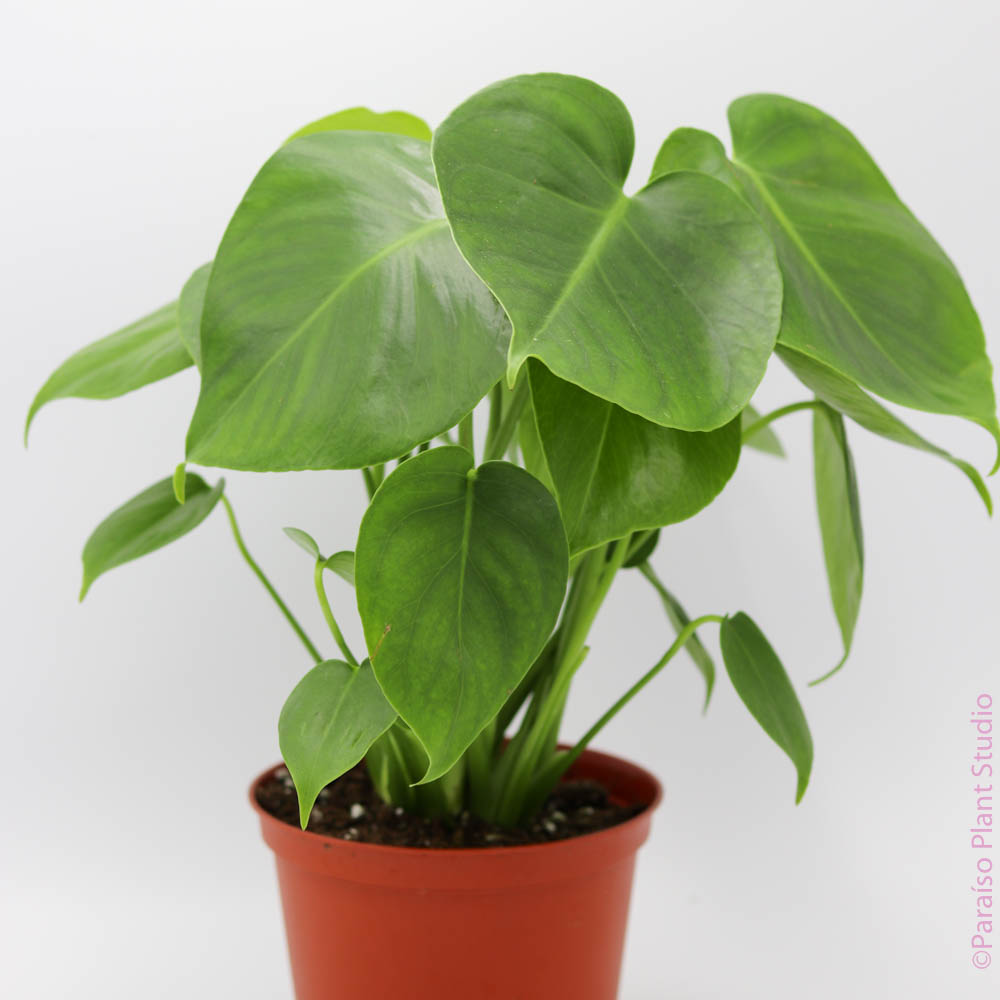 buy monstera near me 6in Monstera Deliciosa – Paraíso Plant Studio