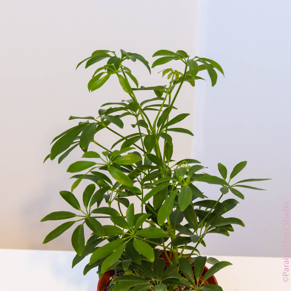 6in-8in Schefflera Arboricola