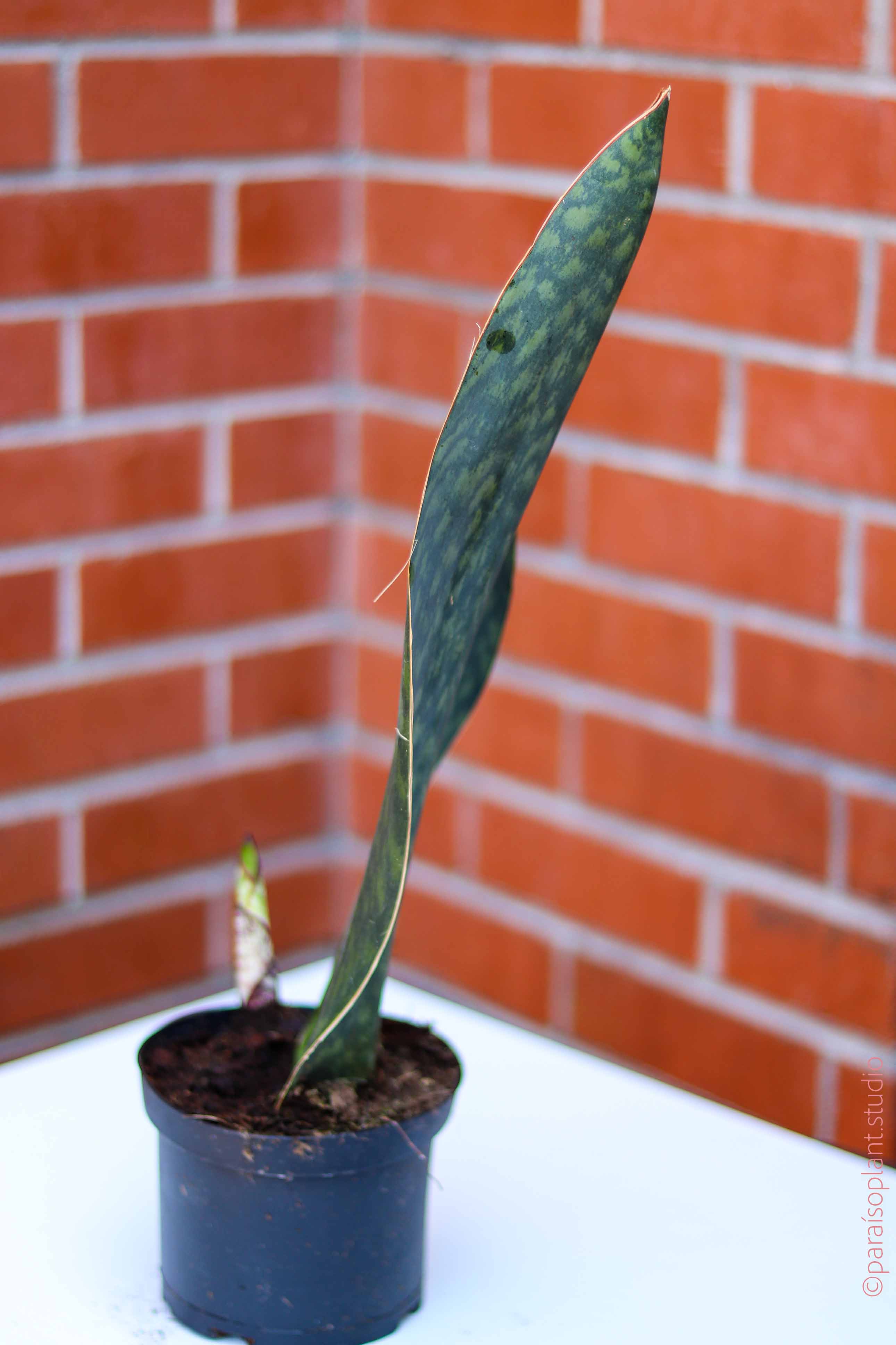 sansevieria masoniana - whale fin snake plant 4in-6in Sansevieria Whale Fin – Paraíso Plant Studio