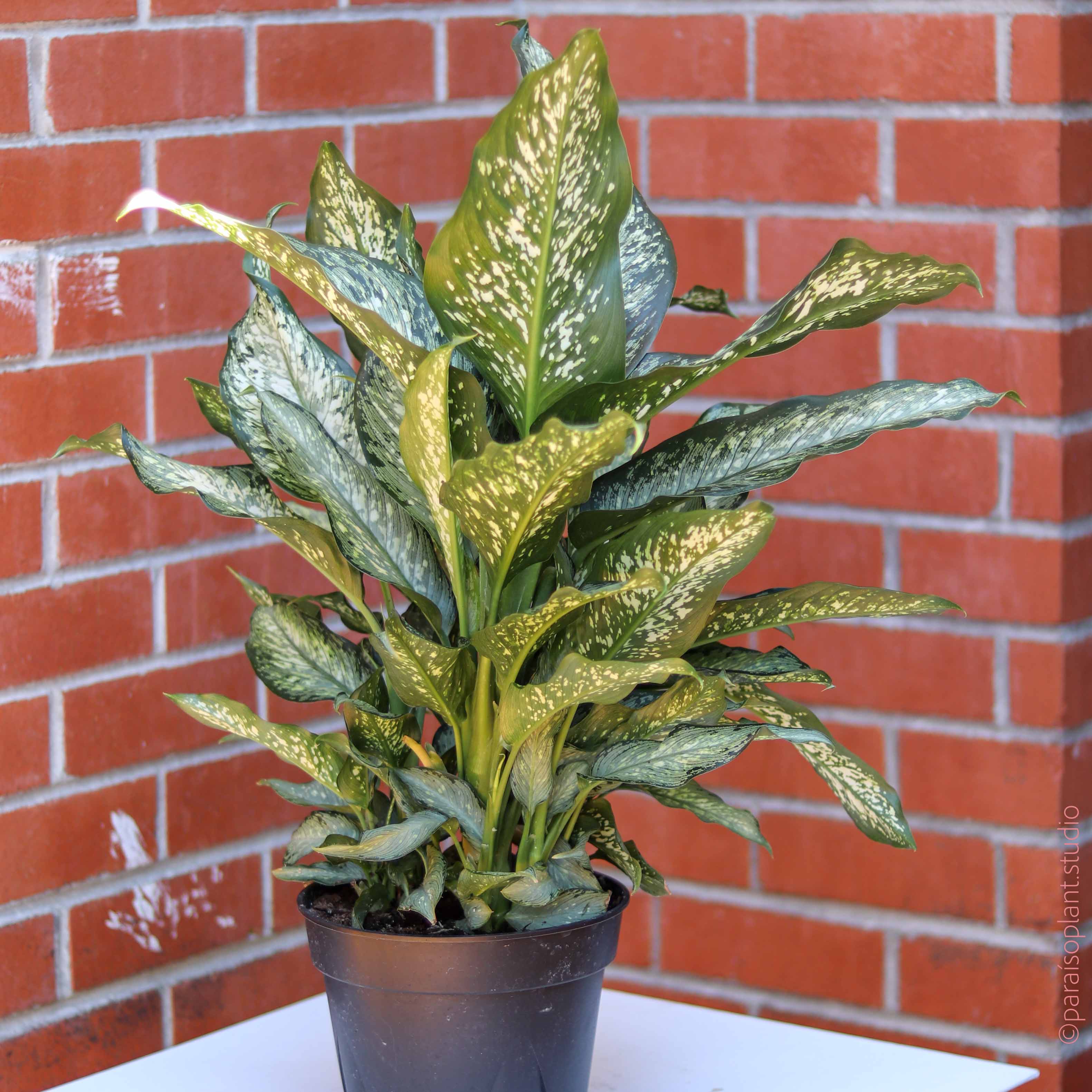 dieffenbachia tropical tiki 8in Dieffenbachia Tiki