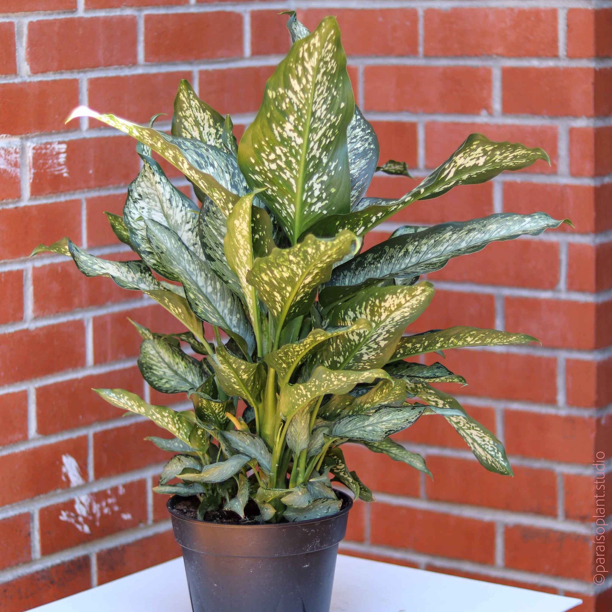 delray plants highly decorative dieffenbachia exotica in 6 in pot 8in Dieffenbachia Tiki – Paraíso Plant Studio