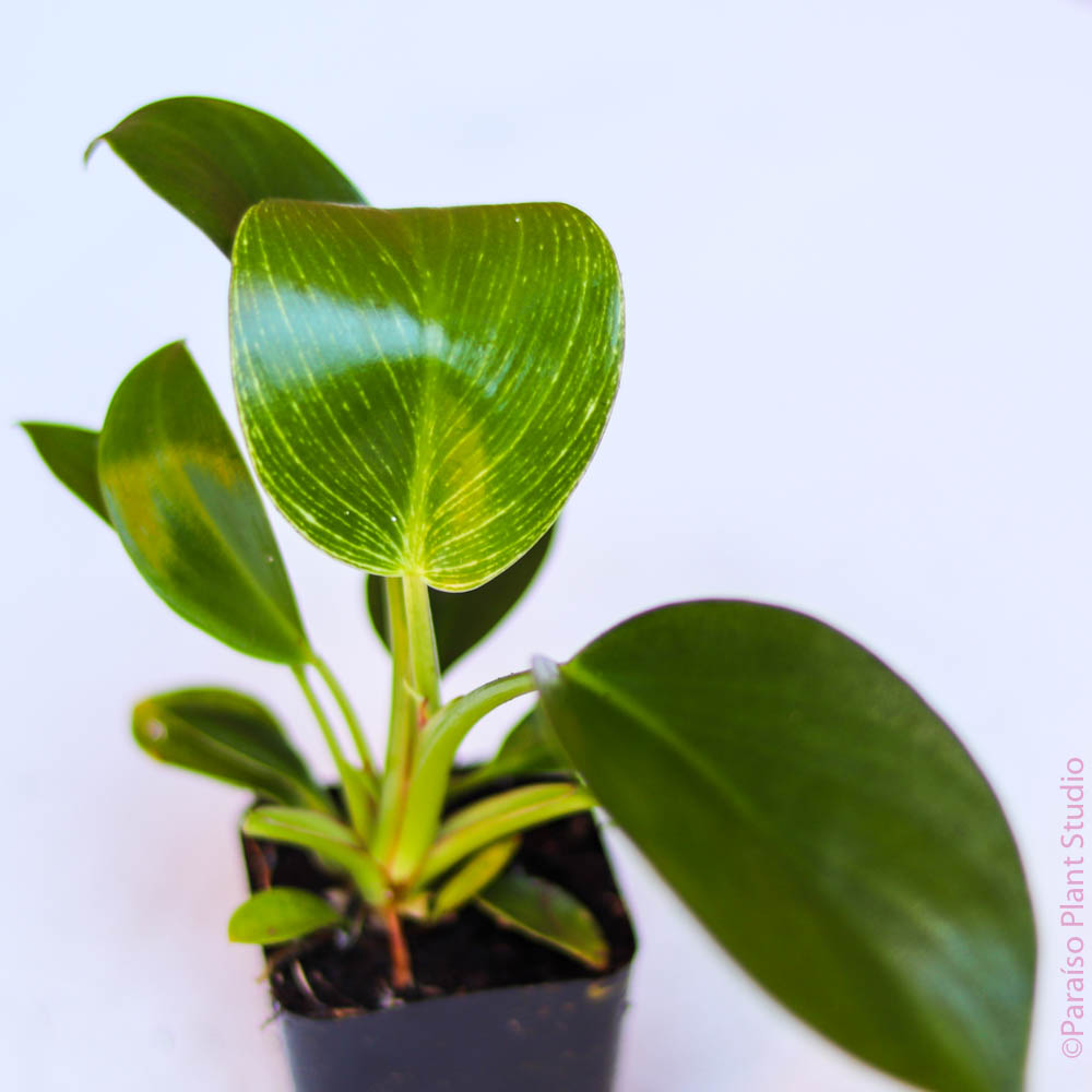 philodendron birkin small 2in Philodendron Birkin