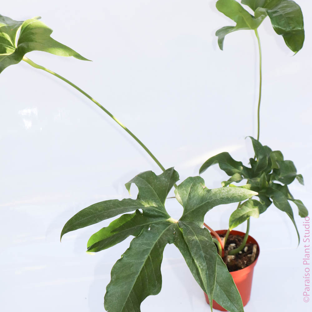 anthurium pedatum habitat 4in Anthurium pedatum
