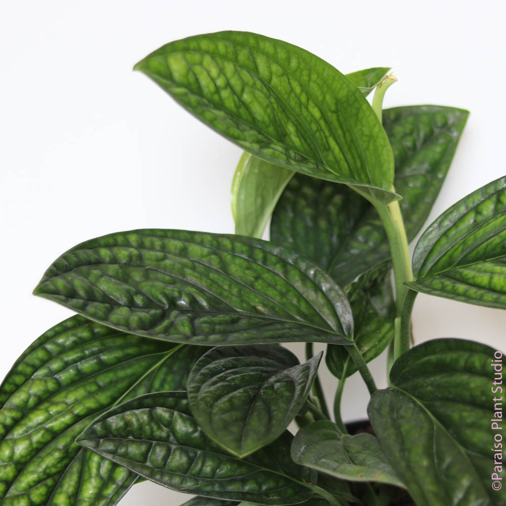 pothos peru 6in-10in Monstera Peru
