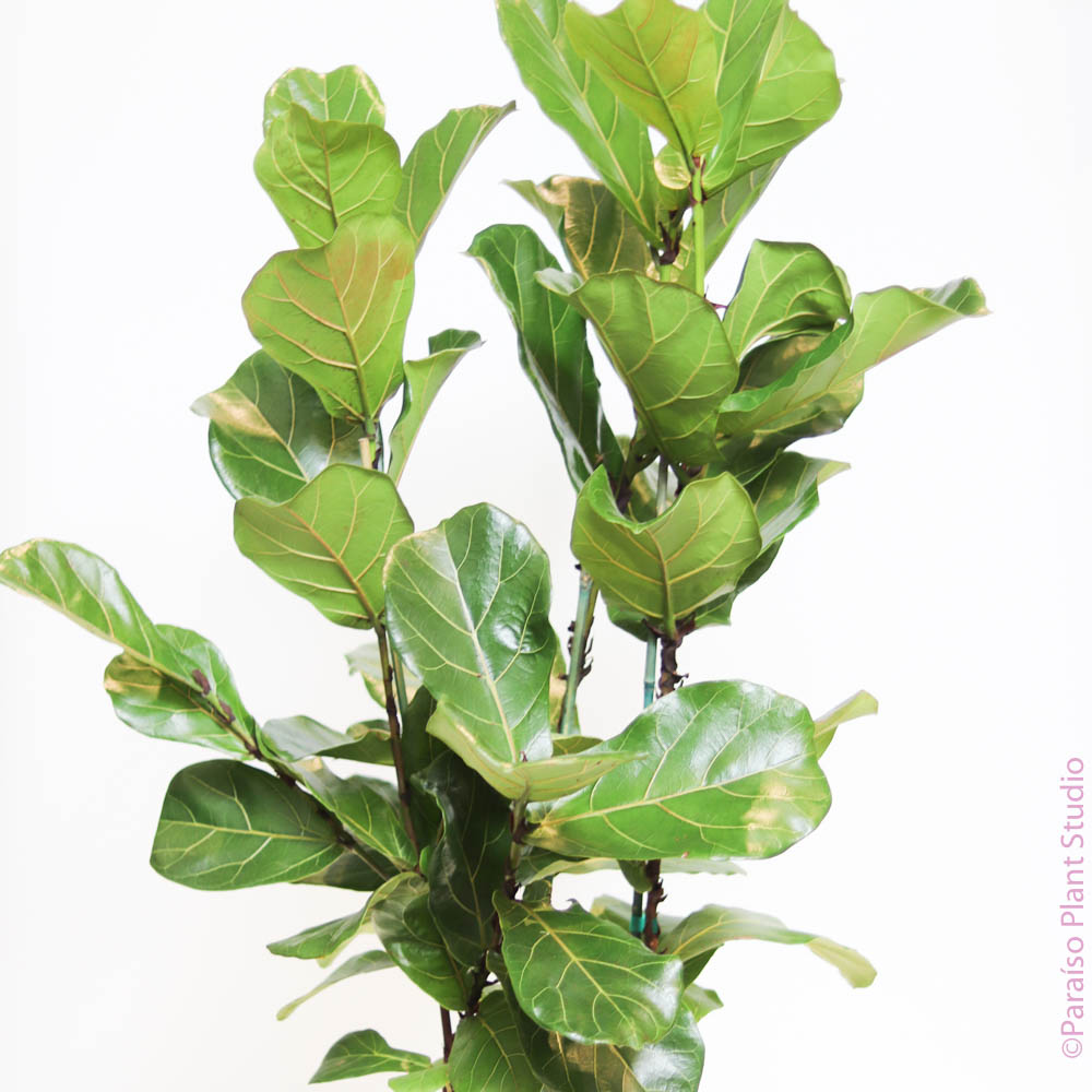 column fiddle leaf fig 12in Ficus Lyrata "Fiddle Leaf Fig" Column – Paraíso Plant Studio