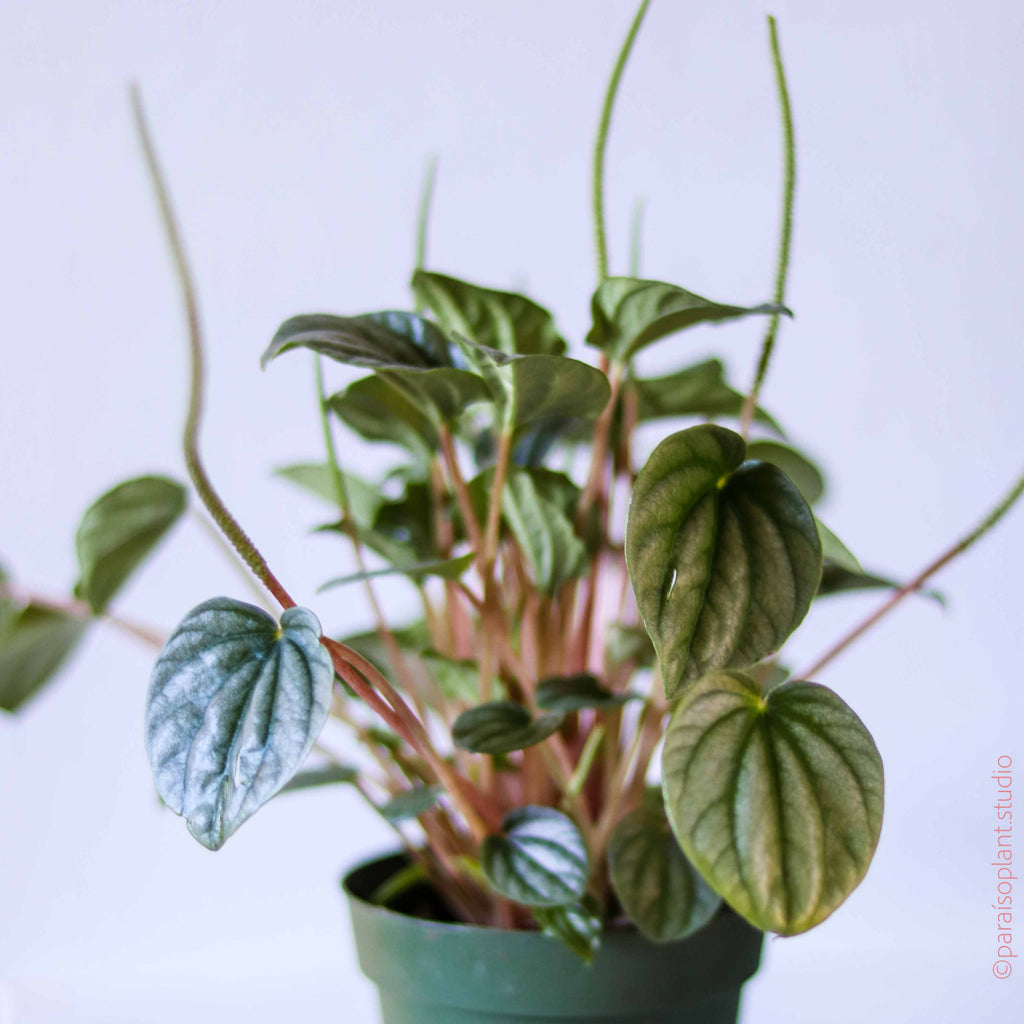 4in Peperomia Frost