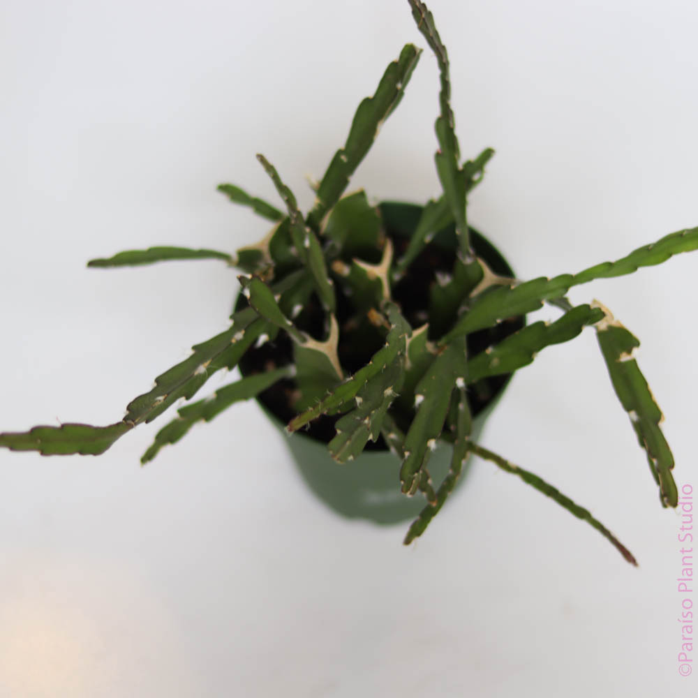 4in Rhipsalis Cactus