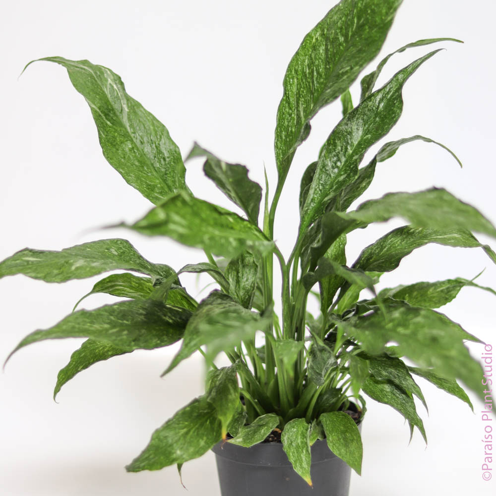 mosaic virus peace lily Var. Peace Lily 'Domino'