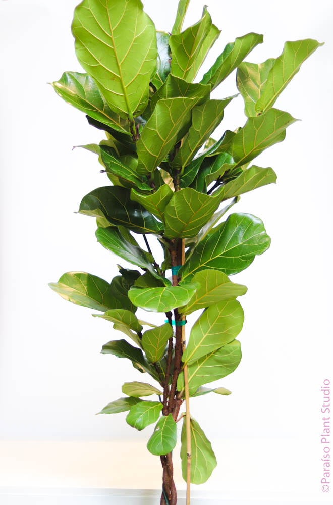 braiding fiddle leaf fig 10in Ficus Lyrata "Fiddle Leaf Fig" Braided