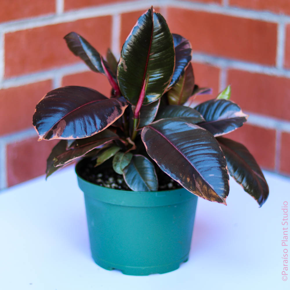 decora rubber plant 6in Ficus Decora Ruby – Paraíso Plant Studio