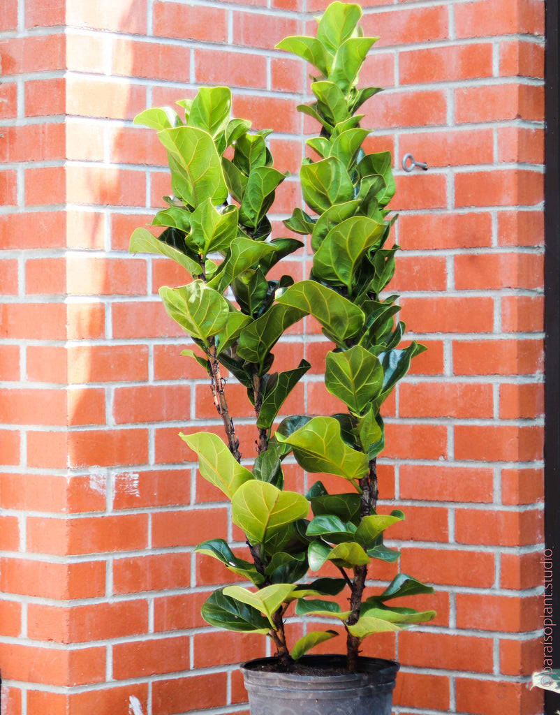 10in Ficus Lyrata "Little Fiddle" Column