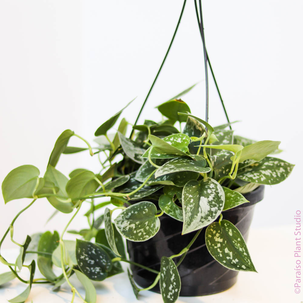 mixed pothos pot 8in Scindapsus 'Satin Pothos' Mixed pot