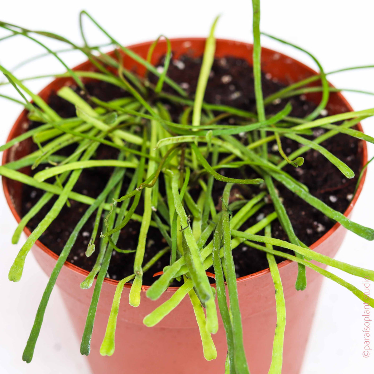 4in Hoya Retusa – Paraíso Plant Studio