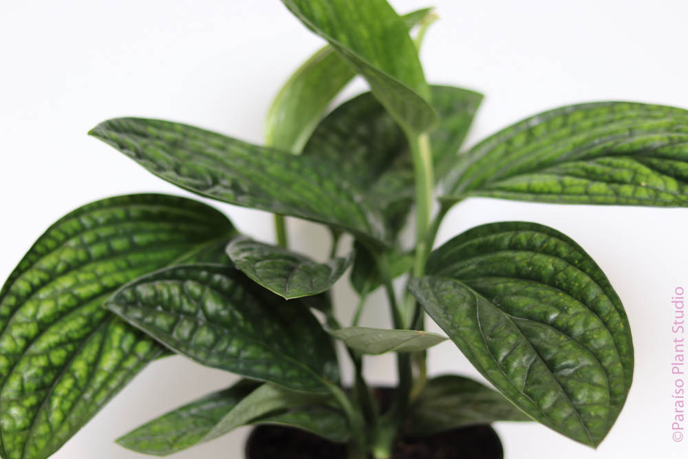 monstera sp peru 6in-10in Monstera Peru – Paraíso Plant Studio