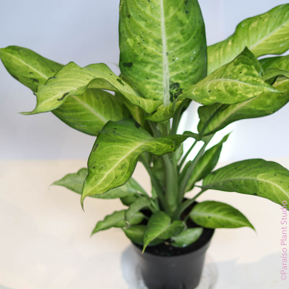dieffenbachia camouflage pp 12275 8in-14in Dieffenbachia Camouflage – Paraíso Plant Studio