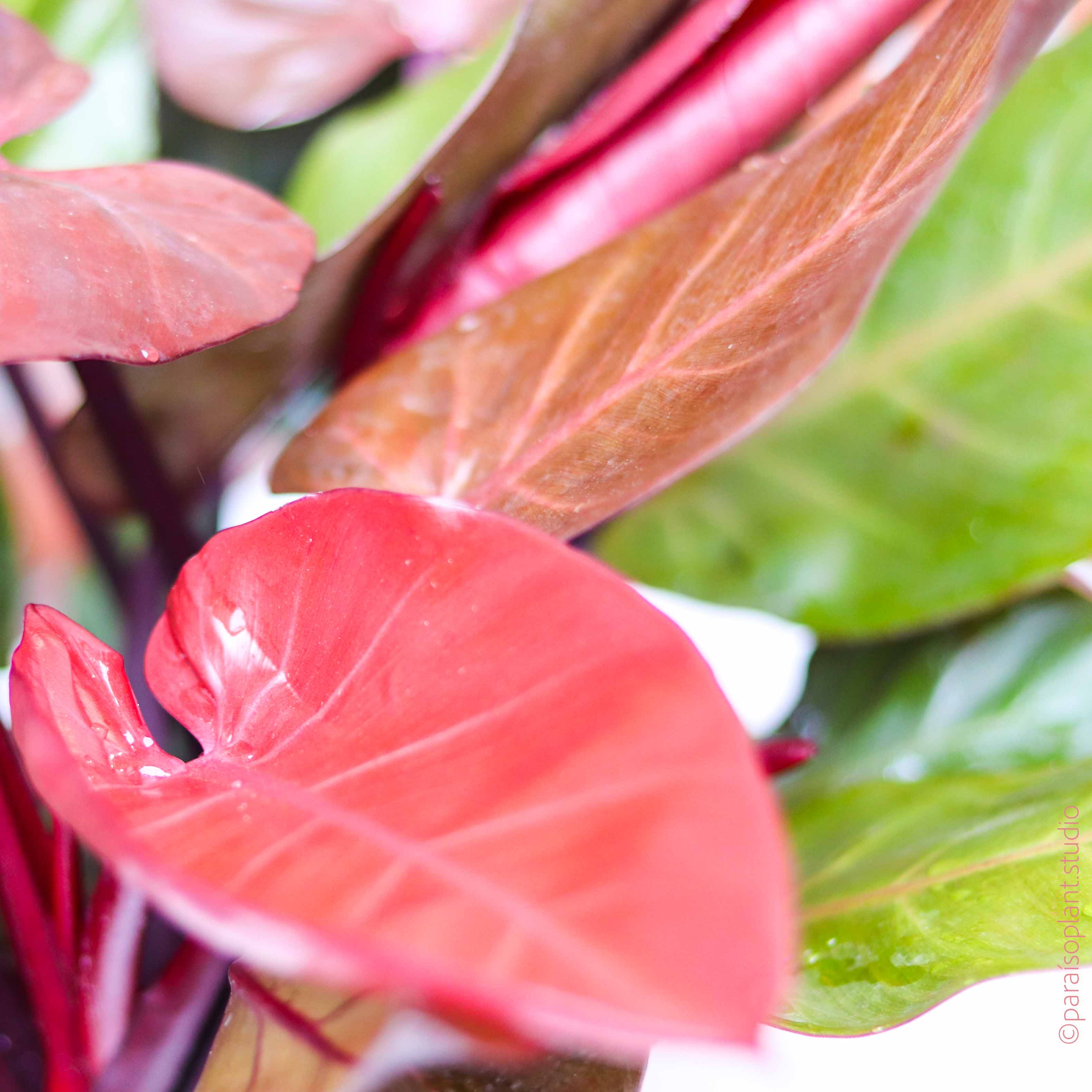 philodendron mccolley 8in Philodendron Mccolley's Finale