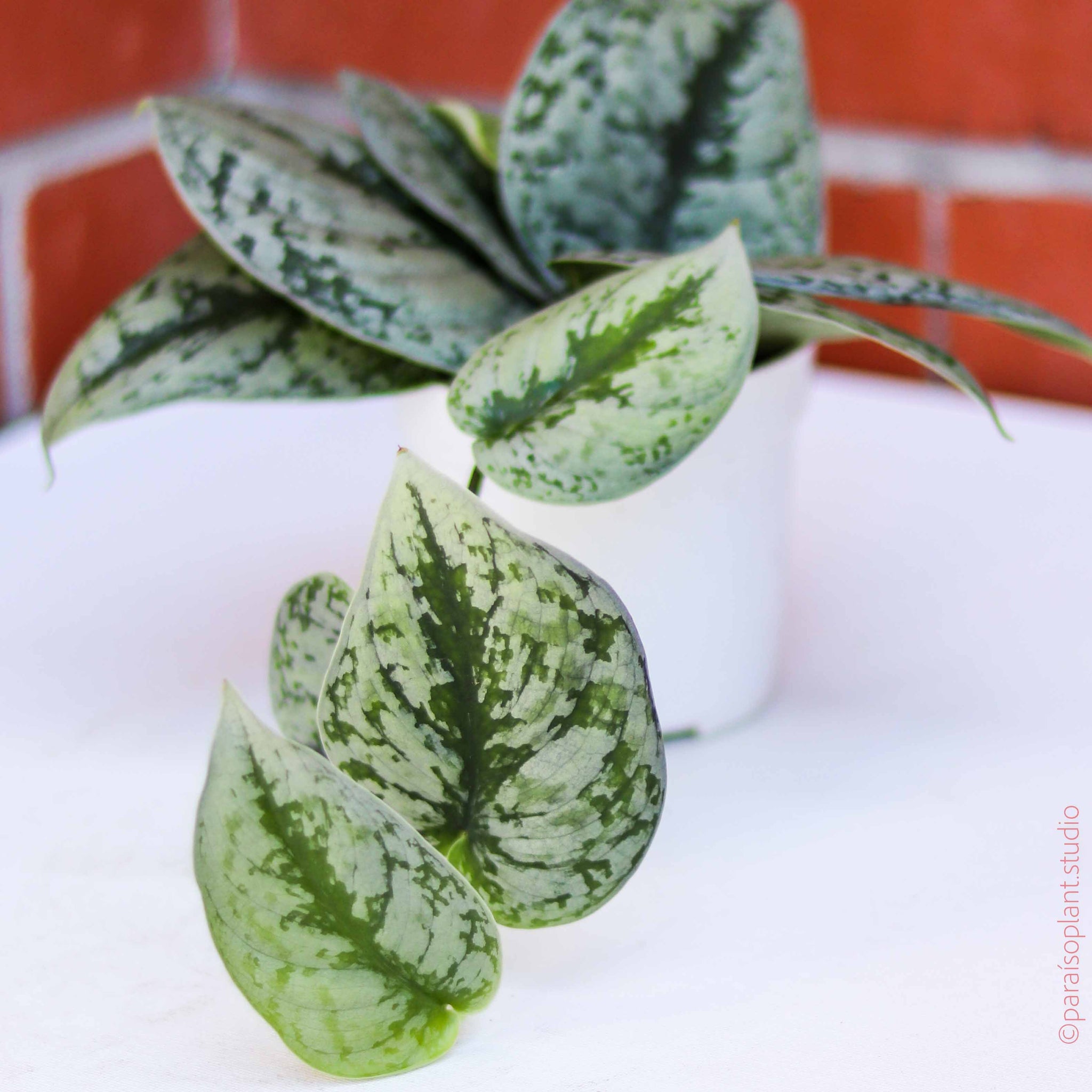 pothos silver splash care Silver Splash Pothos - Scindapsus Pictus Exotica 4 Grower Pot - Indoor, Easy to Grow Houseplant