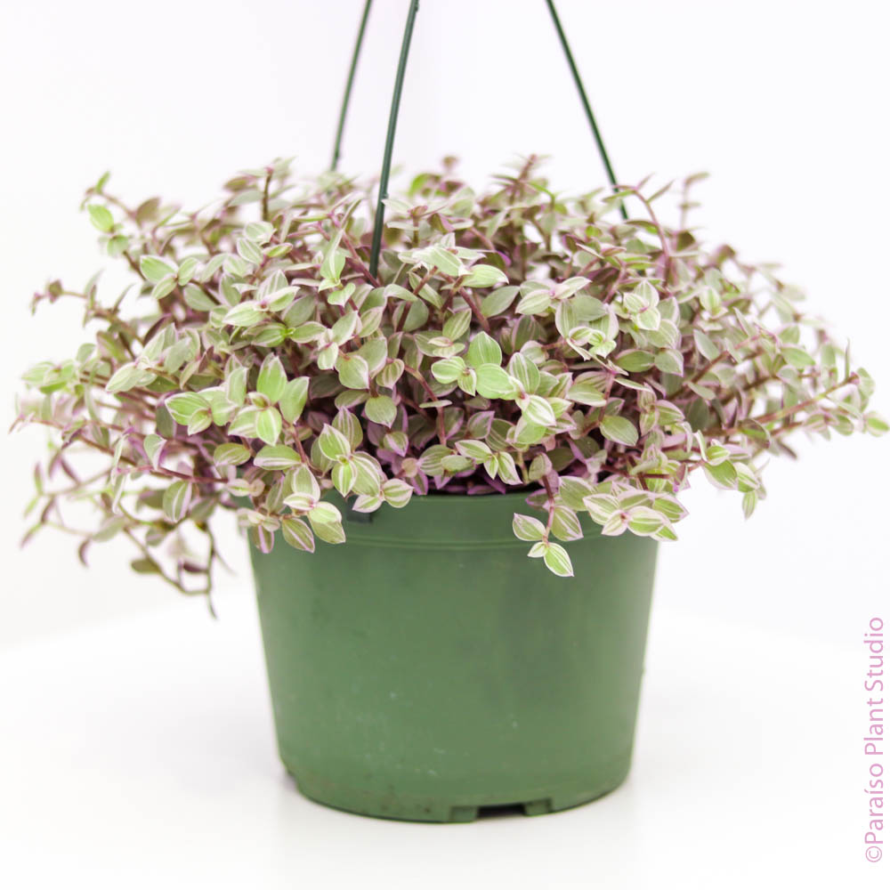 pink panther plant indoor 6in Callisia 'Pink Panther' – Paraíso Plant Studio