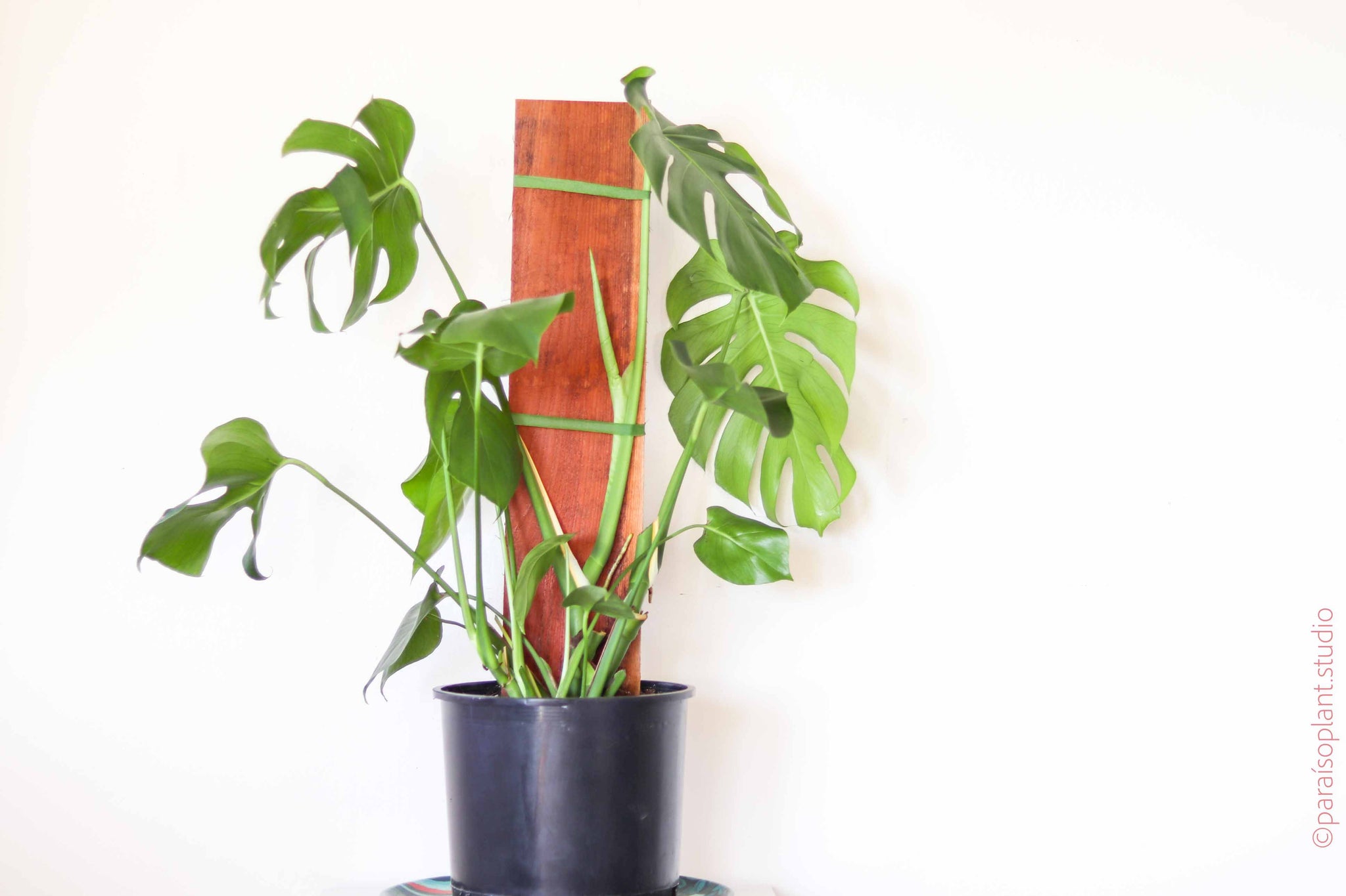 10in Monstera Deliciosa – Paraíso Plant Studio