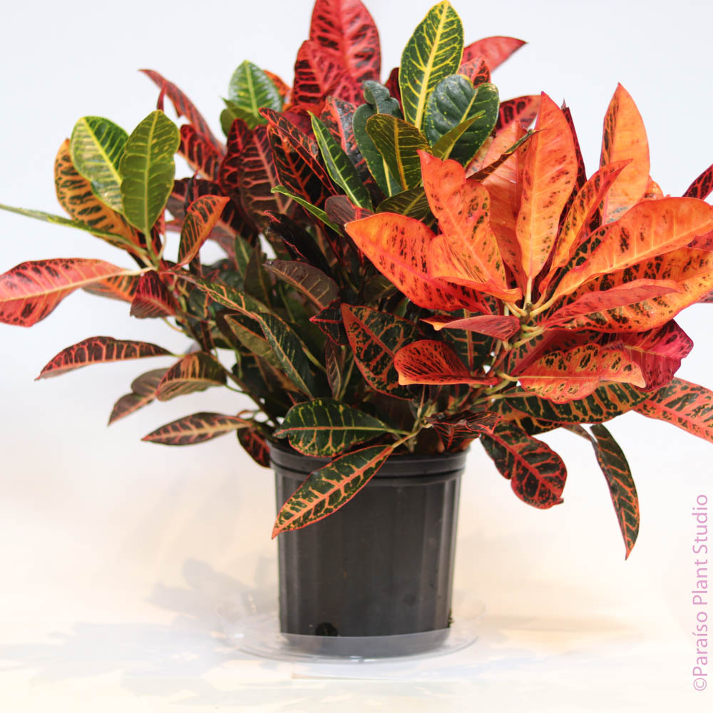 petra croton plant indoors 8in Croton Petra – Paraíso Plant Studio