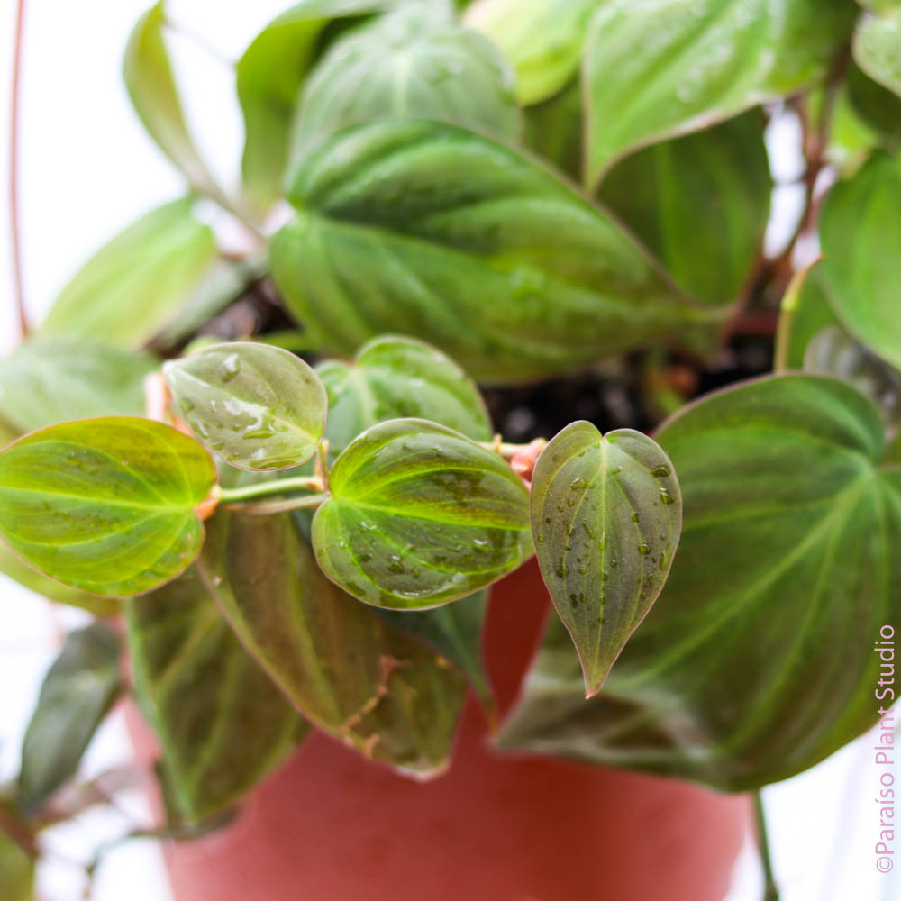 philodendron micans plant 6in Philodendron Micans – Paraíso Plant Studio
