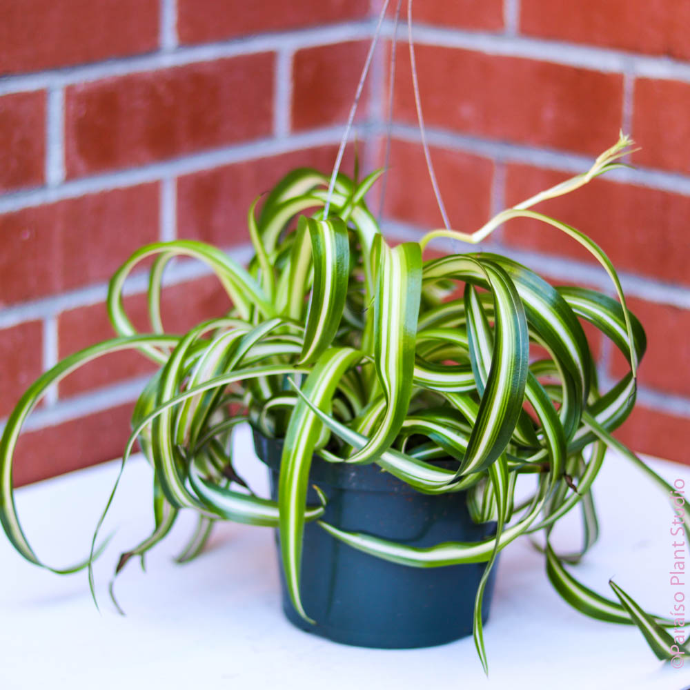 curly bonnie spider plant Spider Plant 'Bonnie' 6" Pot / Black Eco Pot