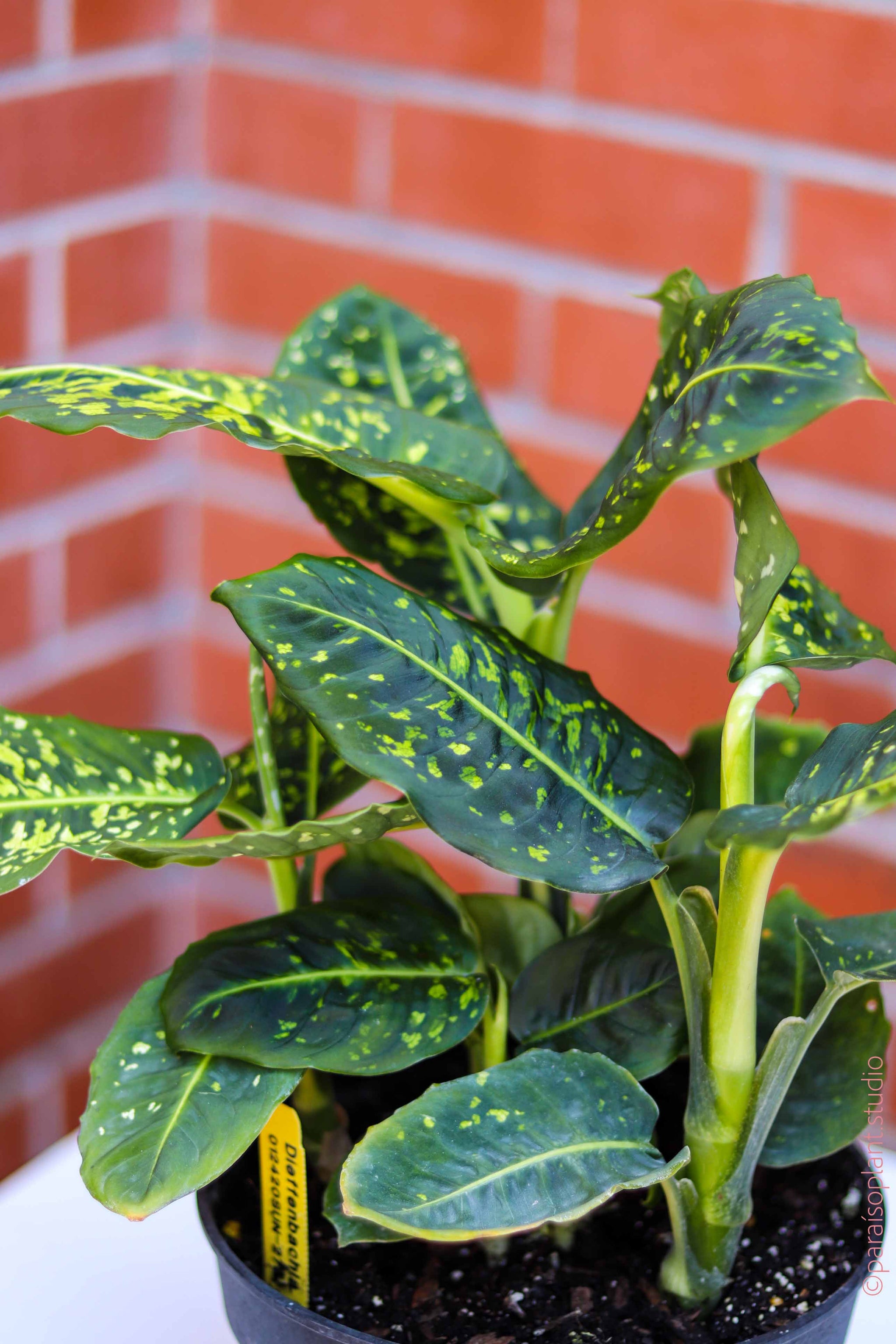 dieffenbachia reflector 4in-10in Dieffenbachia Reflector – Paraíso Plant Studio