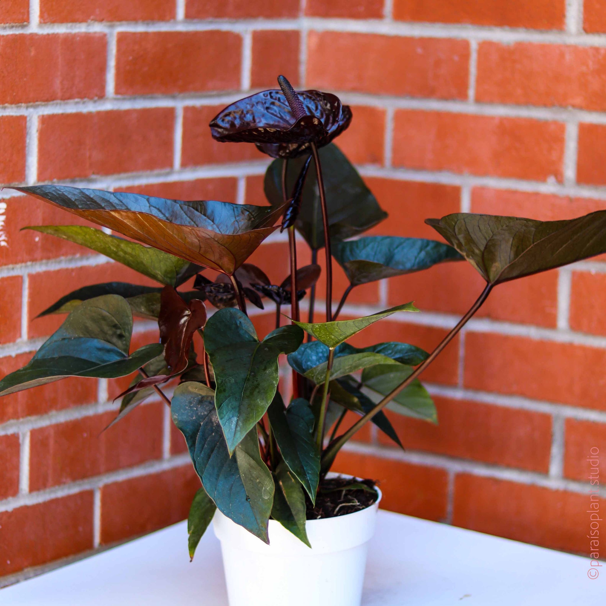 6in Anthurium