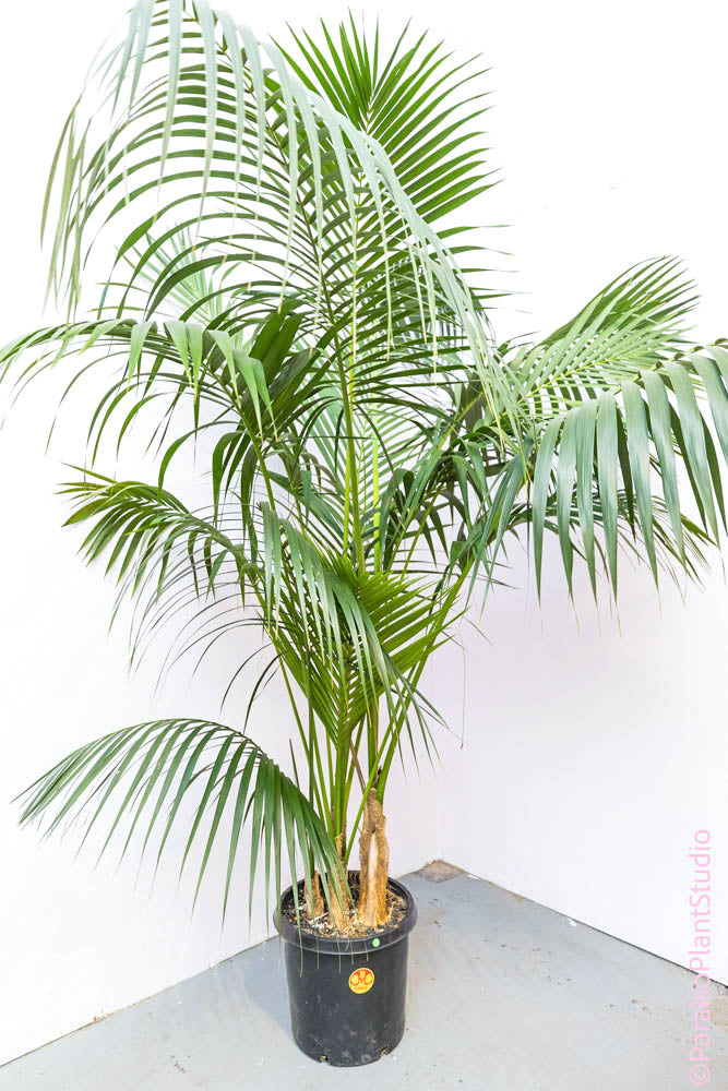 kentia palm plant 5-10gal Kentia Palm – Paraíso Plant Studio