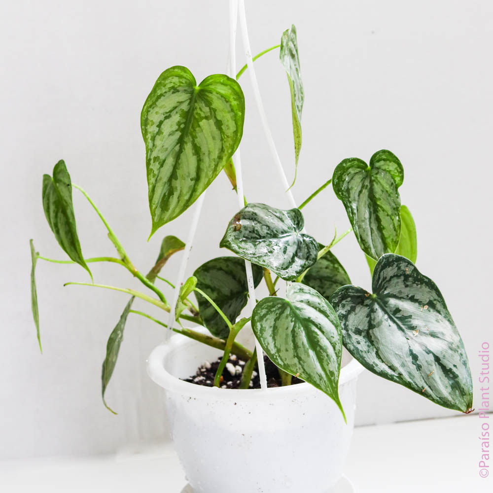 philodendron brandtianum for sale Philodendron Brandtianum – Paraíso Plant Studio