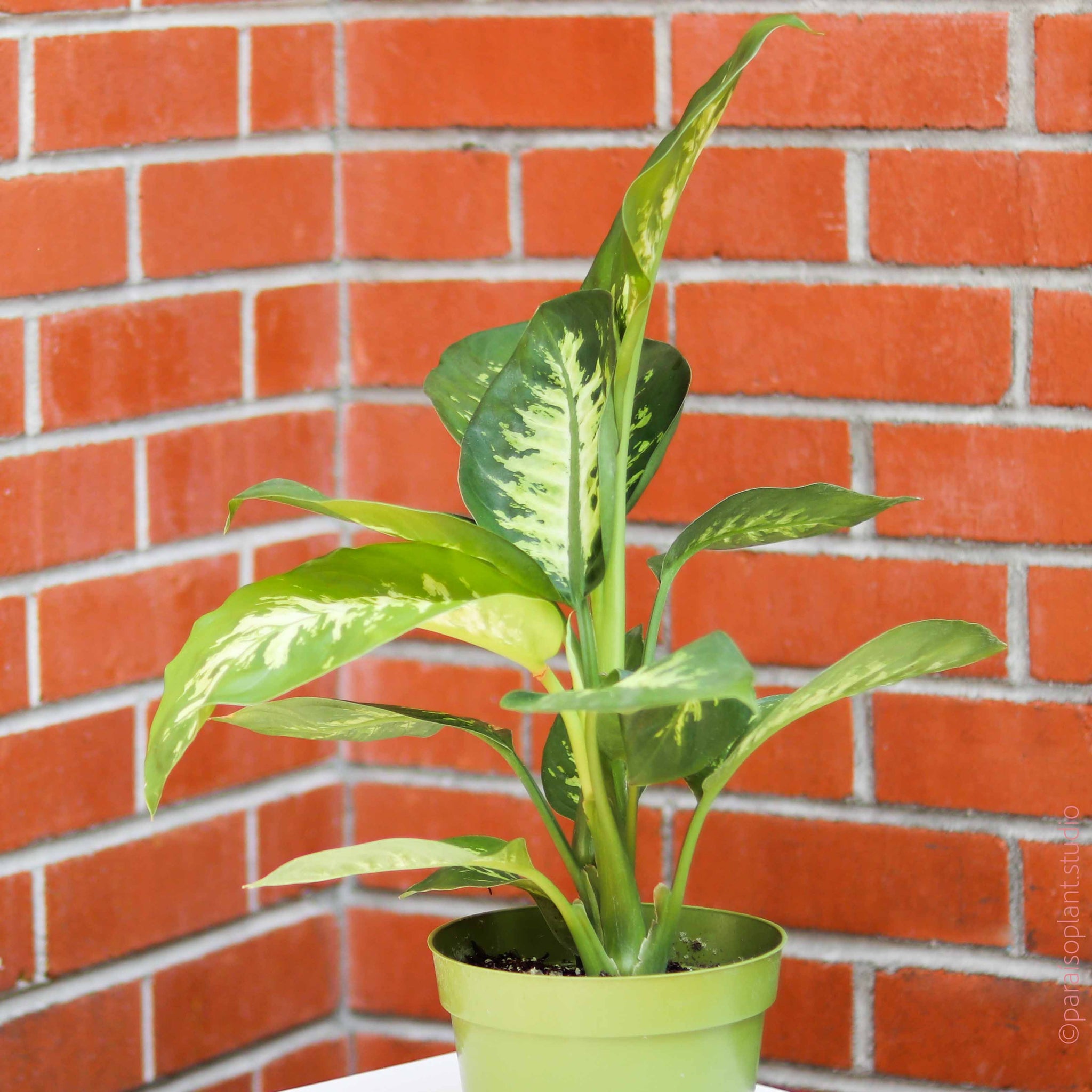 dieffenbachia north facing window 6in Dieffenbachia Tropic Snow – Paraíso Plant Studio