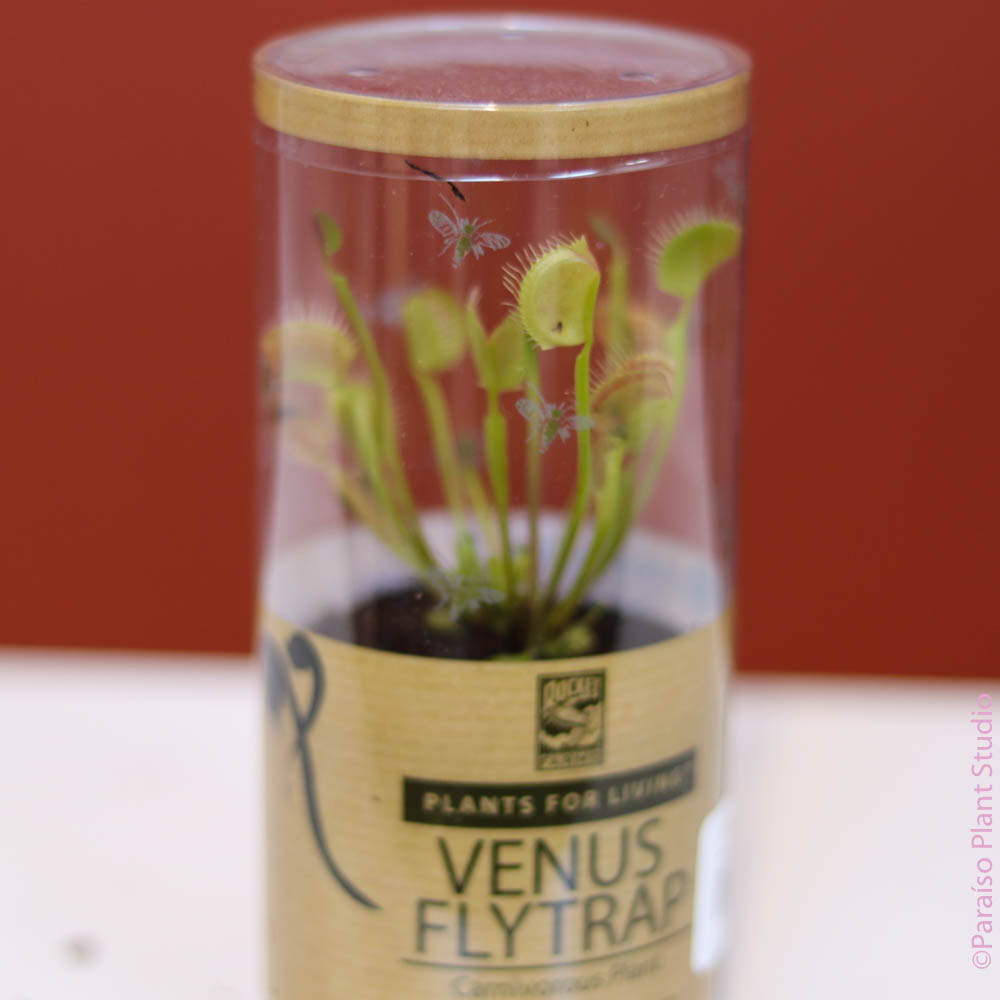 house plant fly trap Venus Fly Trap
