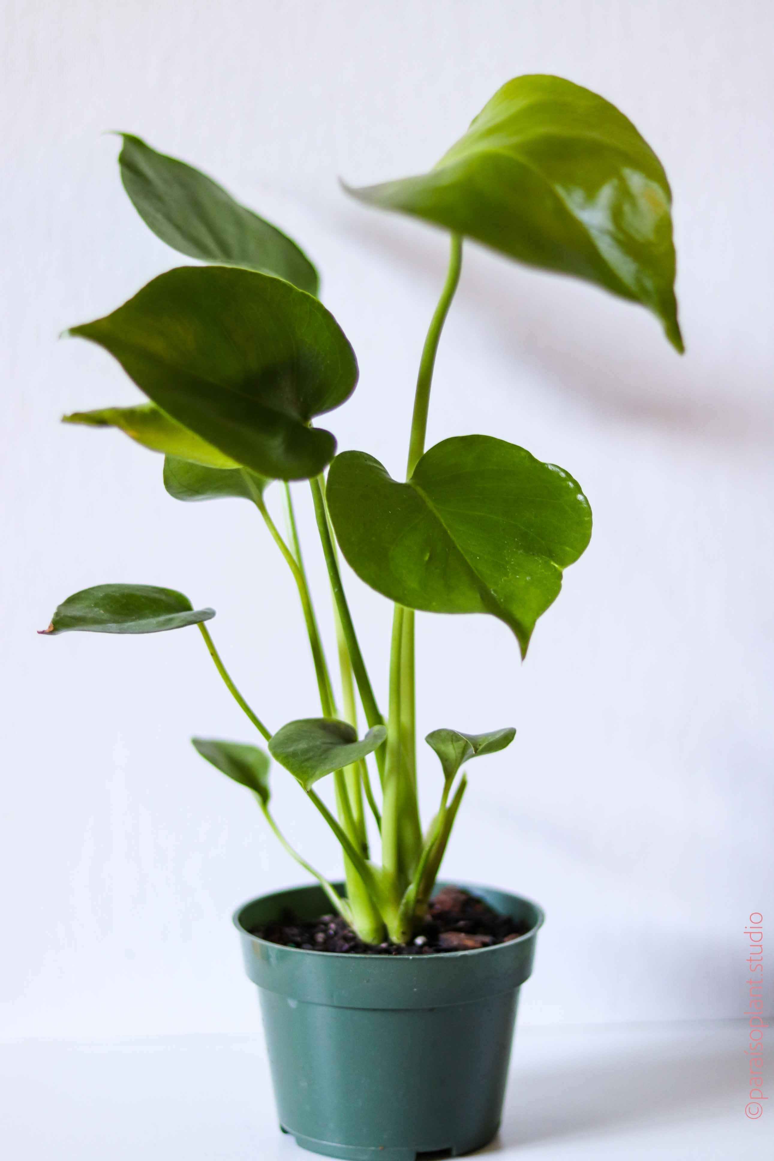 monstera plant young 4in Monstera Deliciosa