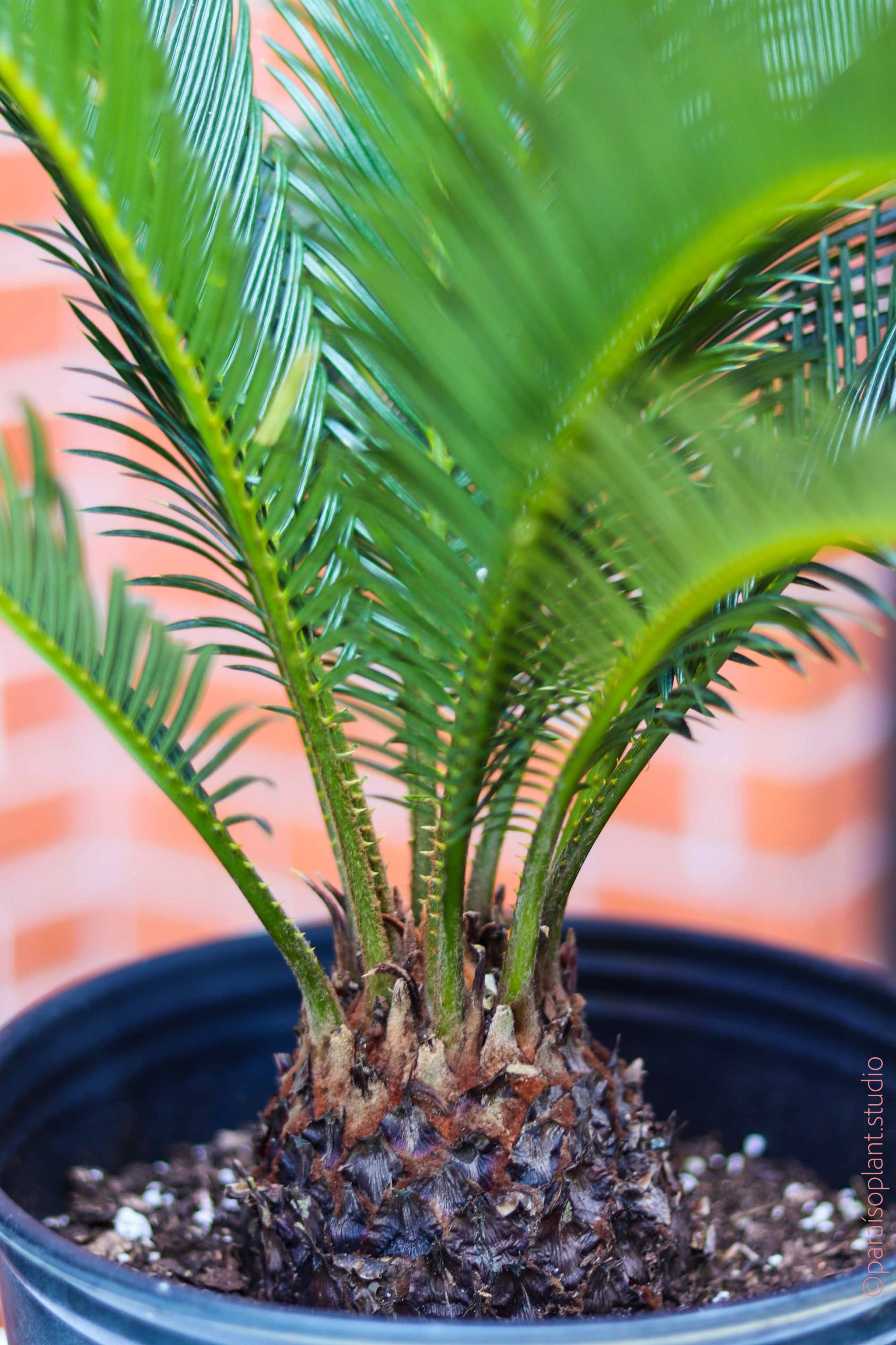 plant sago palm 10in Sago Palm – Paraíso Plant Studio