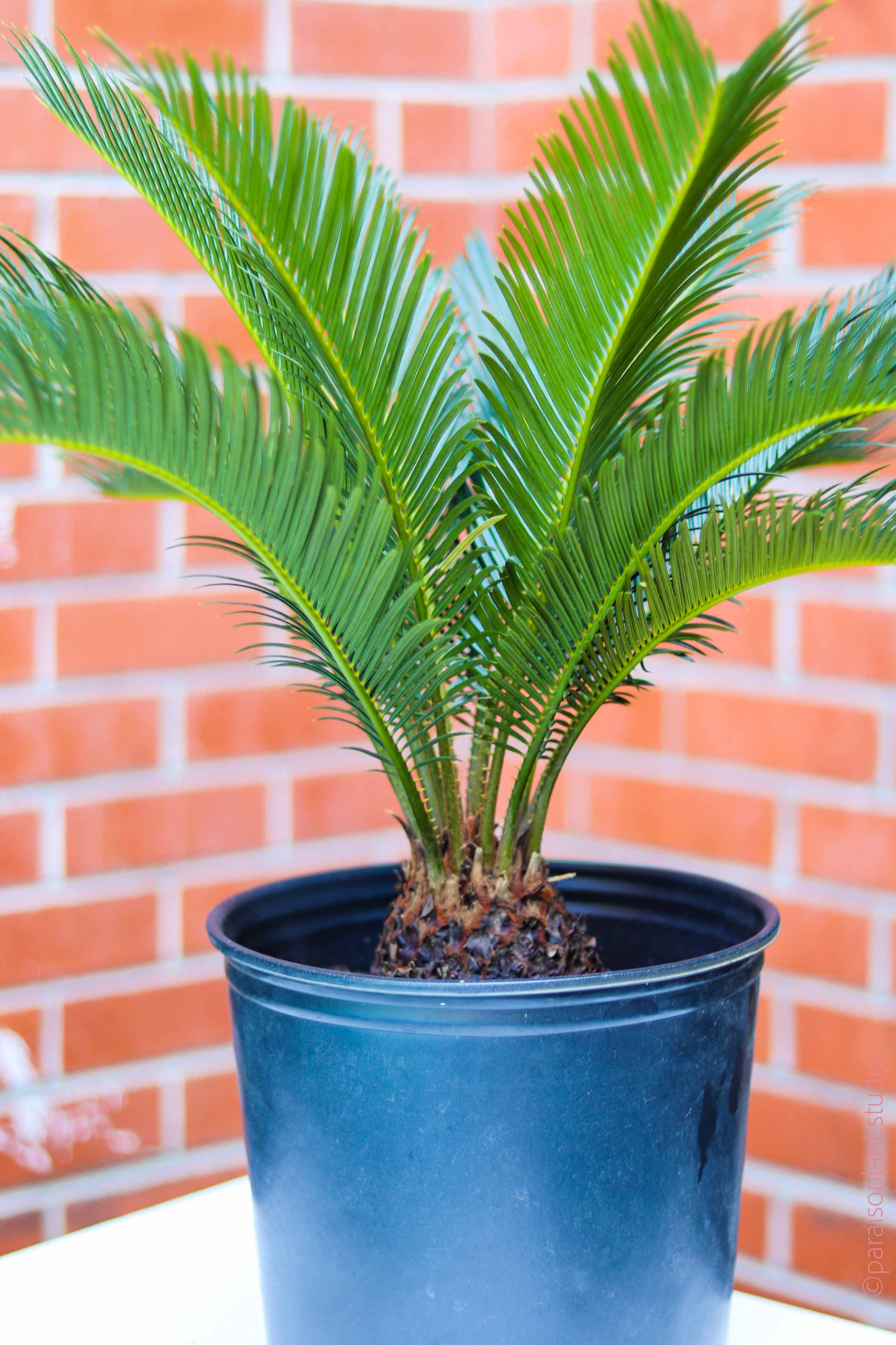 sago palm indoor plant care 10in Sago Palm – Paraíso Plant Studio