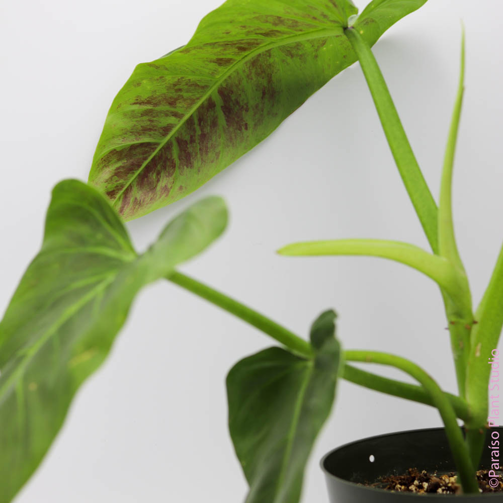 subhastatum philodendron 6in Philodendron Subhastatum – Paraíso Plant Studio